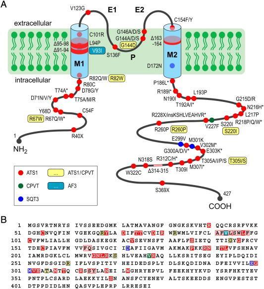 Pathogenic p (Arg82Trp) KCNJ2 Η πρωτεΐνη γίνεται υδρόφοβη σε περιοχή που διατηρείται με