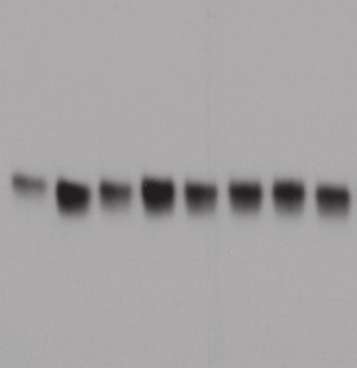 Full-length Western blots for Figure 2 Supplementary Information