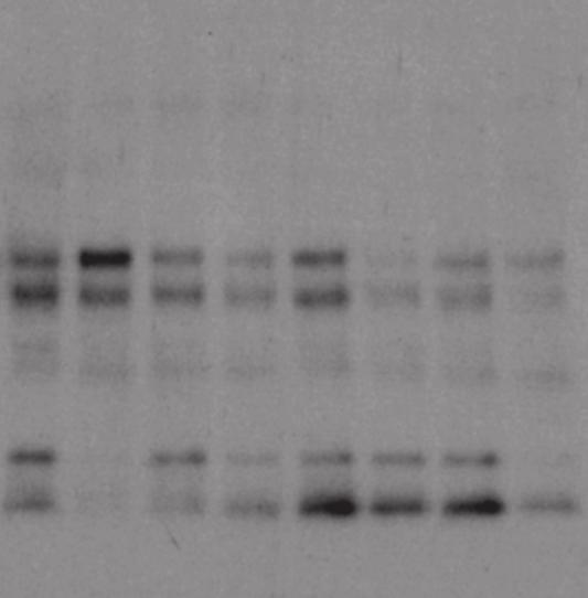 2 G kda 250 NB-9464 tumors WT cbx3 +/- 1 2 3 4 1 2 3 4 H kda 250
