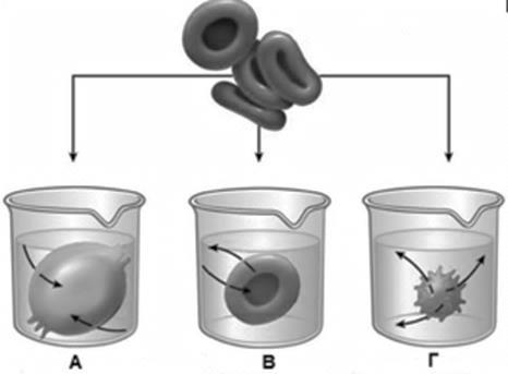 ΕΡΩΤΗΣΗ 12 α) Η εικόνα 12.1 απεικονίζει ερυθρά αιμοσφαίρια τοποθετημένα σε τρία διαφορετικά διαλύματα Α,Β, Γ. Εικόνα 12.