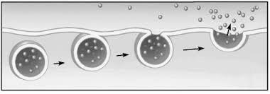 Διάλυμα Α : Υποτονικό γιατί το ερυθροκύτταρο διογκώθηκε εξ αιτίας της εισόδου νερού από το υποτονικό περιβάλλον προς το υπερτονικό του κυτταρόπλασμα,λόγω ώσμωσης. ii.