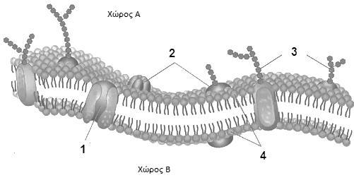 (4Χ0.5=2 μονάδες) ΕΡΩΤΗΣΗ 6 Η εικόνα 6.1 απεικονίζει την πλασματική μεμβράνη ενός κυττάρου σύμφωνα με το μοντέλο του «ρευστού μωσαϊκού». Εικόνα 6.1. α) Να ονομάσετε τα συστατικά της κυτταρικής μεμβράνης 1 έως 4.