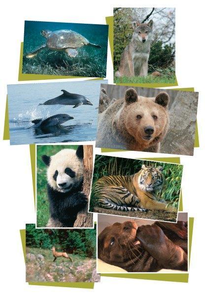 Lesson 3: Animals in danger Crosscurricular Project. Work in groups. Find information about endangered species in Greece and around the world from books, magazines or websites.