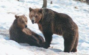 γιατί η αρκούδα δεν έχει φυσικούς εχθρούς. Η καφέ αρκούδα ζει στις πιο απόμερες περιοχές της Πίνδου και της Ροδόπης.