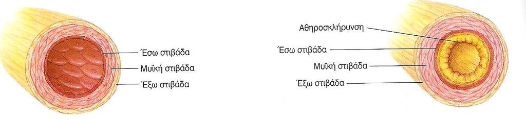 Οι φλέβες παραλαμβάνουν το αίμα από τα τριχοειδή για το ταξίδι της επιστροφής προς την καρδιά