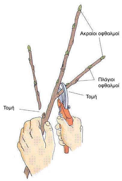 Α. Πλατύφυλλα φυτά Β. Κωνοφόρα Σχήμα 12. Τομές κλαδέματος 6.