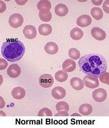 White Blood Cells (also called leukocytes)