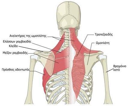 Μείζων και ελάσσων ρομβοειδής Μείζων ρομβοειδής: βρίσκεται κάτω από τον τραπεζοειδή. Εκφύεται από τις ακανθώδεις αποφύσεις των Θ1 - Θ4 και καταφύεται στο νωτιαίο χείλος της ωμοπλάτης.