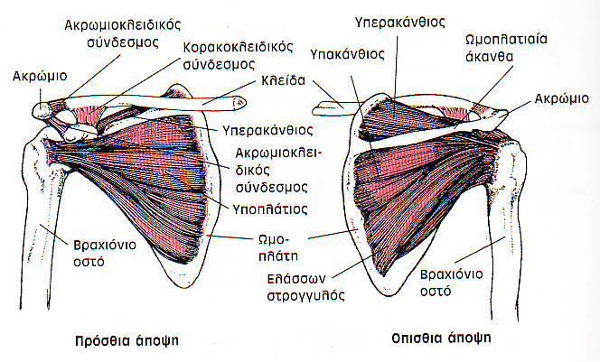 Μύες που