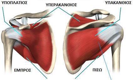 Μείζων στρογγύλος μυς Έκφυση: ωμοπλάτη, κάτω 1/3 μασχαλιαίου χείλους. Κατάφυση: κάτω εντύπωμα του μείζονος βραχιονίου ογκώματος. Νεύρωση: μασχαλιαίο νεύρο.