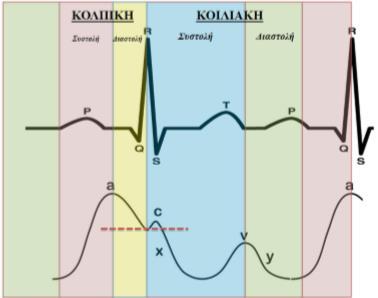 Γ. ΜΕΤΡΗΣΗ ΤΗΣ CVP Η κυματομορφή της κεντρικής φλεβικής πίεσης αποτελείται από τα εξής σημεία: Το κύμα a, το οποίο αντιπροσωπεύει την κολπική συστολή.