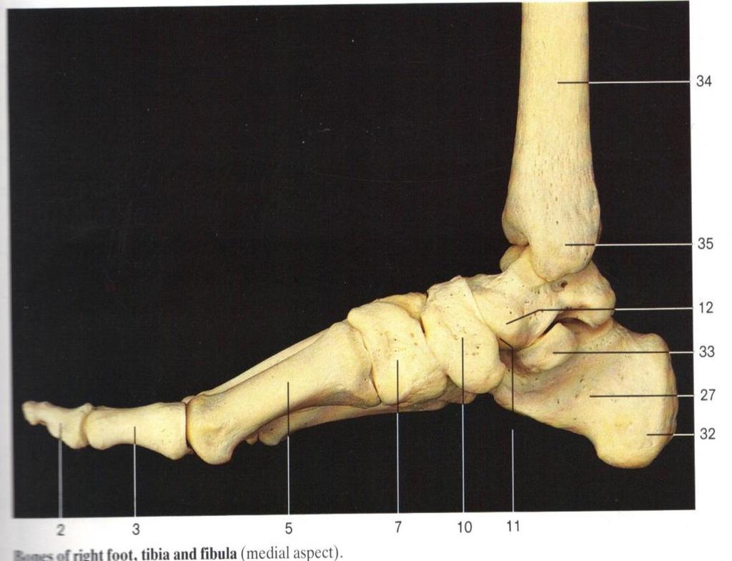 Ανατομία άκρου ποδός 8. διάμεσο σφηνοειδές 10. σκαφοειδές 12. αυχένας αστραγάλου 13. τροχιλία αστραγάλου 16. περιφερικές (ονυχοφόρες) φάλαγγες 17. μέσες (2η) φάλαγγες 19. κεντρικές (1η) φάλαγγες 20.