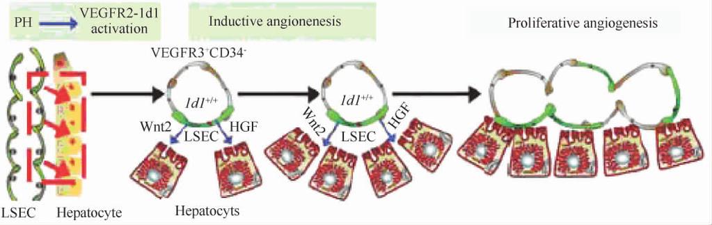 7 613 Fig 1 Requirement for VEGFR2-Id1 pathway in LSEC-mediated liver regeneration Id1-activated LSECs through laboration of Wnt2 and HGF induce proliferation of juxtaposed hepatocytes 13 Fig 2
