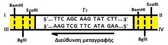 Στο πλαςμύδιο πρόκειται να ενςωματωθεύ το γονύδιο Γ3 το οπούο κωδικοποιεύ ϋνα πεπτύδιο με φαρμακευτικό δρϊςη.