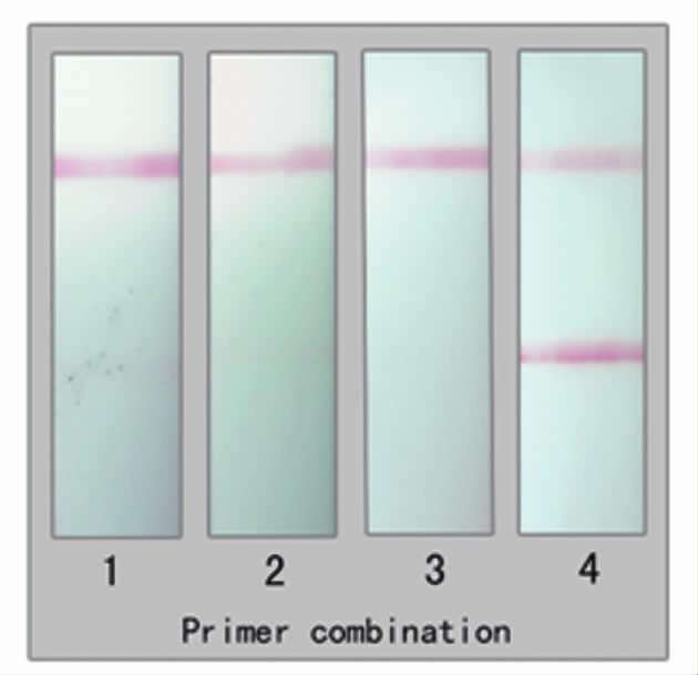 1279 1 h, ΔG 3 ( 3 CDs ) Tm Taq 3 PC FITC-P3/ Biotin-P4 ( 1) ΔG =6.