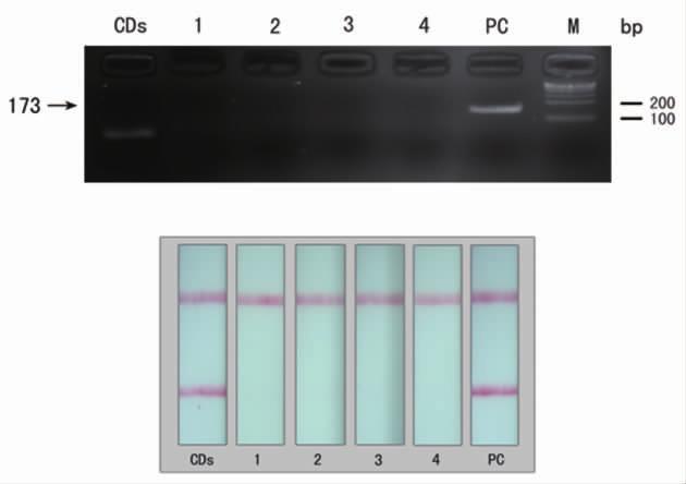 4 Biotin-P2 Biotin-GGTCTTCCAAATTACTTCCCACCCA 66.3 FITC-P3 FITC-GCAGTCCCCAACCTCCAATCAC 66.9 Biotin-P4 Biotin-GAAGTAGAGGACAAACGGGCAACATA 66.1 0.01 mol/l PBS( ) ( ph 7.4) PBS + 0.1% BSA( ) PBS + 0.