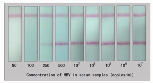 (b) Effect of sample-loading volume on the signal intensity of PCR the test zone in the dipstick.