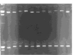 ab le 2 T ab le 3 Table 1 Selective enrichm ent of phage antibodies by rgp 160 panning Round of panning Input gcfu E luted gcfu Yield g% 1 910 10 12 316 10 7 410 10-6 2 111 10 12 311 10 7 218 10-5 3