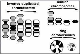 -marker chromosomes