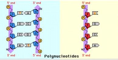 ΒΑΣΕΙΣ A, T, G, C RNA Μόριο ΜΟΝΟΚΛΩΝΟ