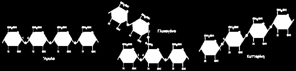Οι πολυσακχαρίτες προκύπτουν από τη συνένωση πολλών μορίων μονοσακχαριτών.