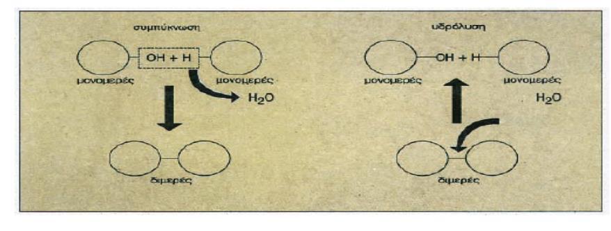 μορίου νερού - διάσπαση του διμερούς στα