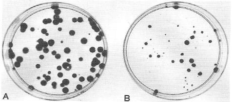 In vitro μέτρηση κυτταρικής επιβίωσης Τοποθετείται αριθμός κυττάρων σε αντικειμενικές πλάκες και αφήνονται να δημιουργήσουν αποικίες χωρίς ακτινοβόληση για 1-2 εβδομάδες (δεδομένα ελέγχου).