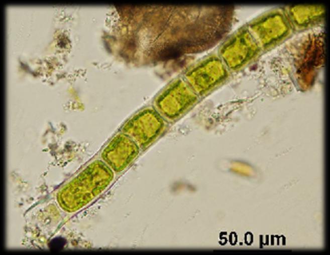 Microspora), είτε μαζικώς από πολλαπλές διαιρέσεις ενός βλαστητικού κυττάρου που