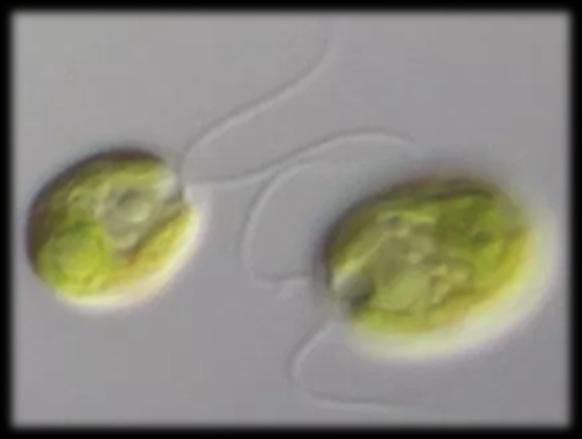 Ωριμο ζυγοσπόριο παράγει απλοειδή κύτταρα (Ν) ΜΕΙΩΣΙΣ Ζυγοσπόριο Ζυγώτης