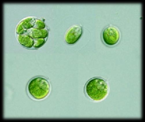 διματιγωτά κύτταρα (Ν) Αναπαραγωγή των φυκών Απλοειδής κύκλος ζωής 29