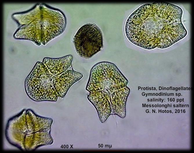 ΚΥΚΛΟΣ Αναπαραγωγή των φυκών - Μικροφύκη - μονοκύτταρα πλαγκτονικά 40 Δινομαστιγωτό Gymnodinium Βλαστητική