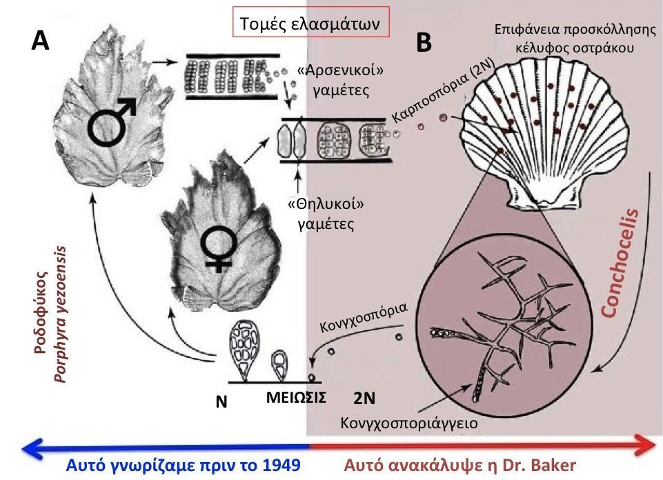 Αναπαραγωγή των φυκών Εγγενής Απλο-διπλοβιοτικός κύκλος ζωής Γαμετόφυτο