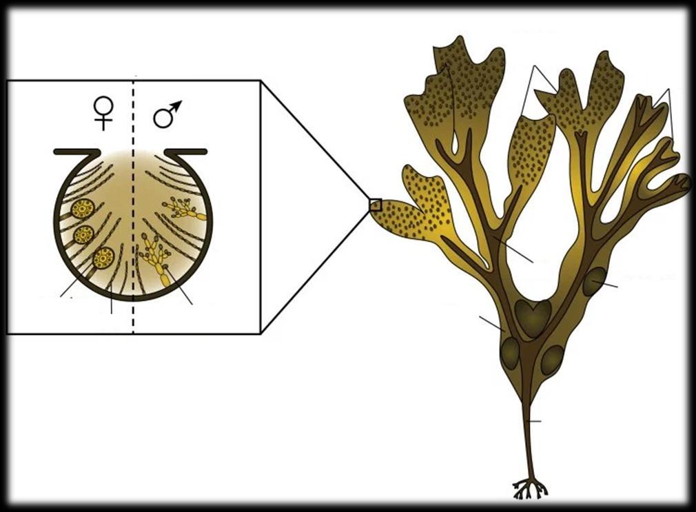 Η αναπαραγωγή στα φαιοφύκη-4 (Heterokontophyta-Phaeophyceae-Fucales) 72 Σποριόφυτο Fucus sp.
