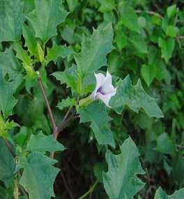 Ψευδαισθησιογόνα Διάφορα φυτά με ατροπινούχες ενώσεις Ντατούρα: Ξυλώδης μονοετής πόα, φτάνει τα 2μ.