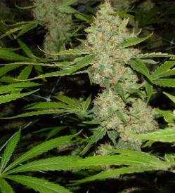 Κάνναβη Καλλιεργείται σε τροπικές και υποτροπικές περιοχές Τρία είδη: Cannabis