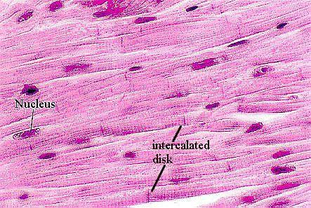 Εικόνα 1: Εικόνα οπτικού μικροσκοπίου τομής μυοκαρδιακού μυός