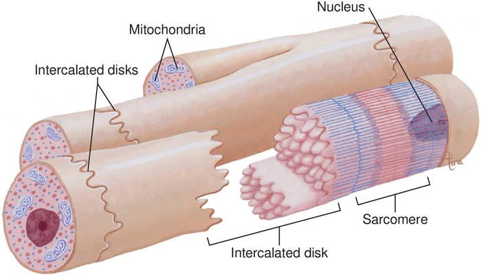 απεικόνιση της δομής των μυοκαρδιακών κυττάρων και η συμβολή