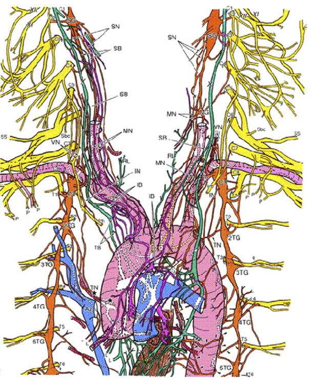 Εικόνα 11: Η αυτόνομη νεύρωση της καρδιάς.