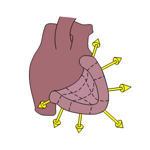 Εικόνα 16: Ανυσματική παράσταση των ηλεκτρικών πεδίων της καρδιάς.
