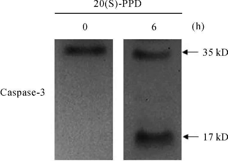 3 20 S -PPD HUVECs 10 μmol /L 20 S -PPD Western blot Caspase-8 bax bcl-2 20 S -PPD Calpain 4