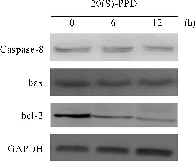 DAPI 200 3 20 S -PPD HUVECs Caspase-3 5 20 S -PPD HUVECs Calpain 2.