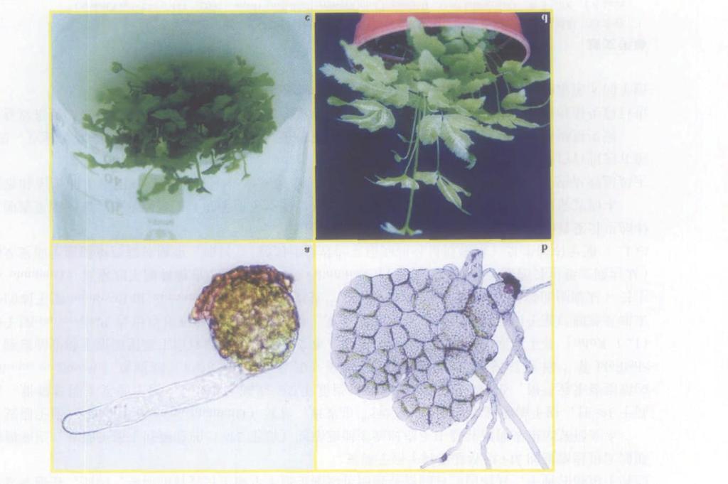 662 32 274278 ( in Chinese) 4.., 1999, 26 (1) : 17 Jiang L J. Rep roductive biology of Pteris cretica and Pteris um brosa.