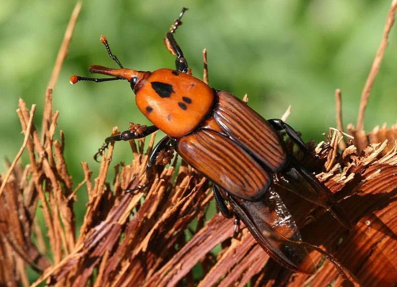 Φοινικοειδή Τέλειο: Μήκος 3-4 cm, με κόκκινο-καστανό