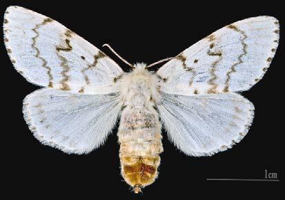 (Lepidoptera,