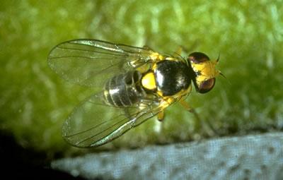 Lyriomyza trifolii (Diptera: Agromyzidae) λυριόμυζα, φιδάκι, σιδηρόδρομος Εξαιρετικά πολυφάγο, κυρίως σε: