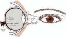 Προσάρτημα Β Βιολογικές επιδράσεις της οπτικής ακτινοβολίας στα μάτια και το δέρμα Β.1. Το μάτι Β.2. Το δέρμα Σχήμα Β.