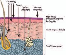 κυρίως τα κερατινοκύτταρα (πλακώδη κύτταρα), τα οποία παράγονται στη βασική στιβάδα και ανεβαίνουν προς την επιφάνεια