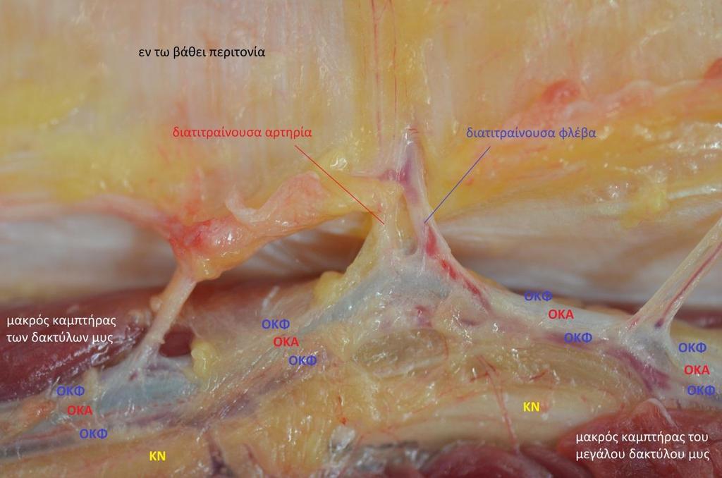 Εικόνα 39: Οι διατιτραίνουσες παρασκευάζονται ανάδρομα, κατά μήκος της πορείας τους μέσα στους μύες ή/και στα μεσομύια διαφράγματα, μέχρι την έκφυσή τους από το κεντρικό αγγείο, την οπίσθια κνημιαία