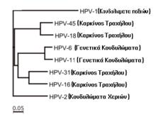 Γενετικά Κονδυλώματα Τα Γενετικά Κονδυλώματα (στα γεννητικά όργανα ή στον πρωκτό) είναι το πιο αναγνωριστικό σημείο του HPV.