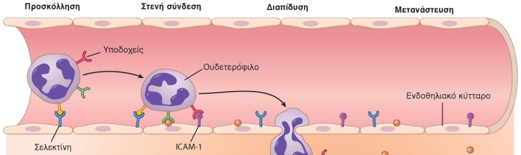 Μετανάστευση των ουδετεροφίλων από το αίμα προς τον